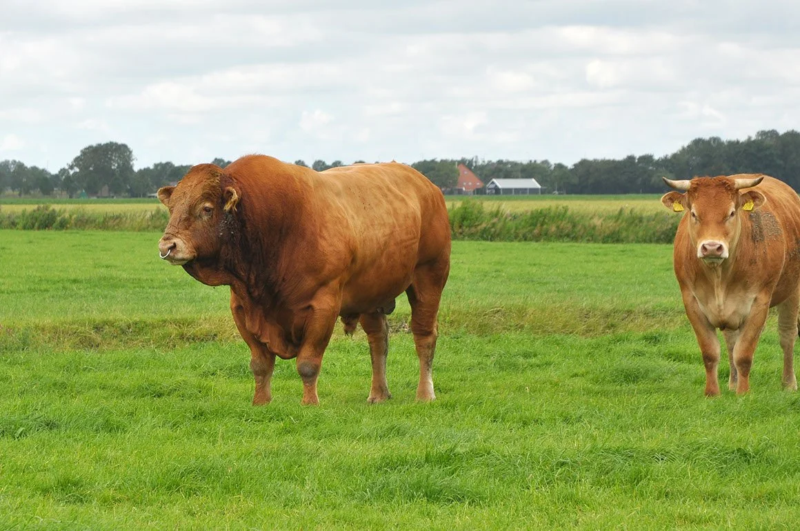 LIM-0011-01.jpg