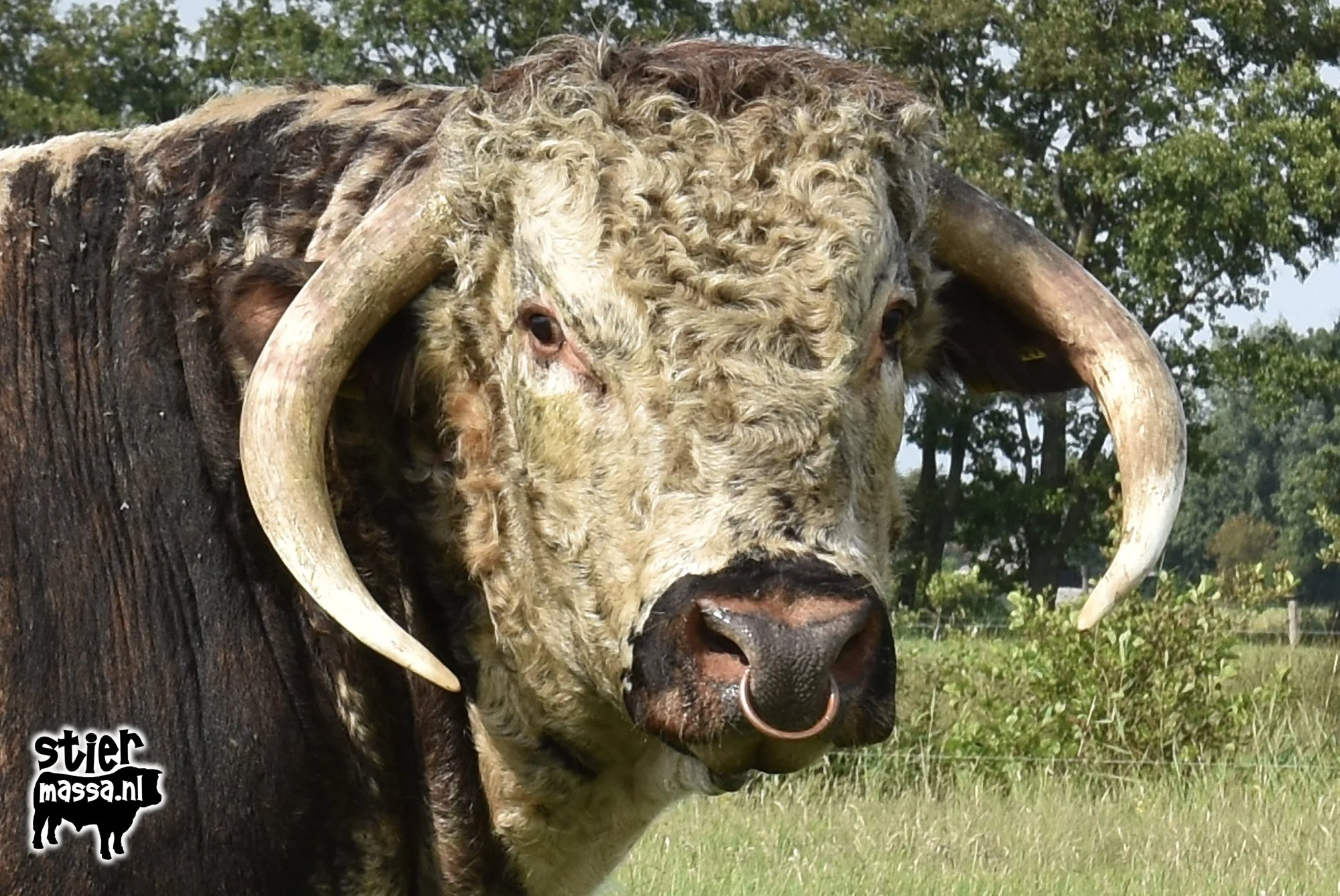 Tetford Wanderer
