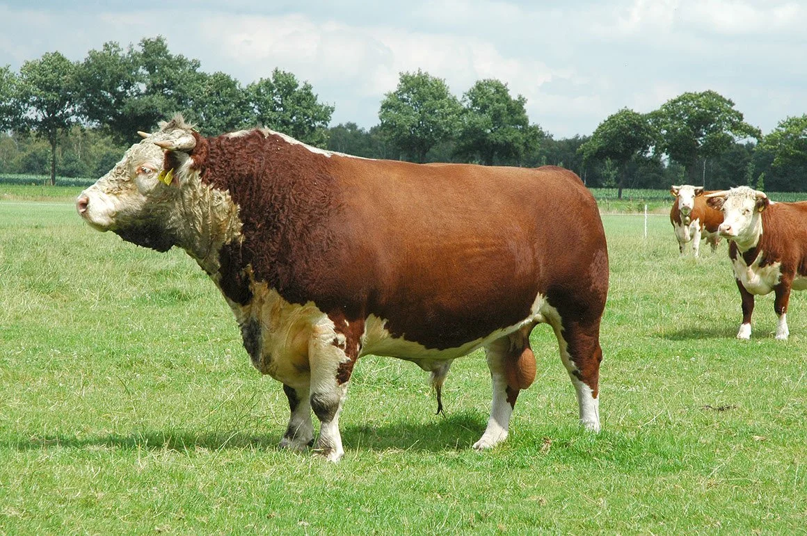 HER-0006-02.jpg