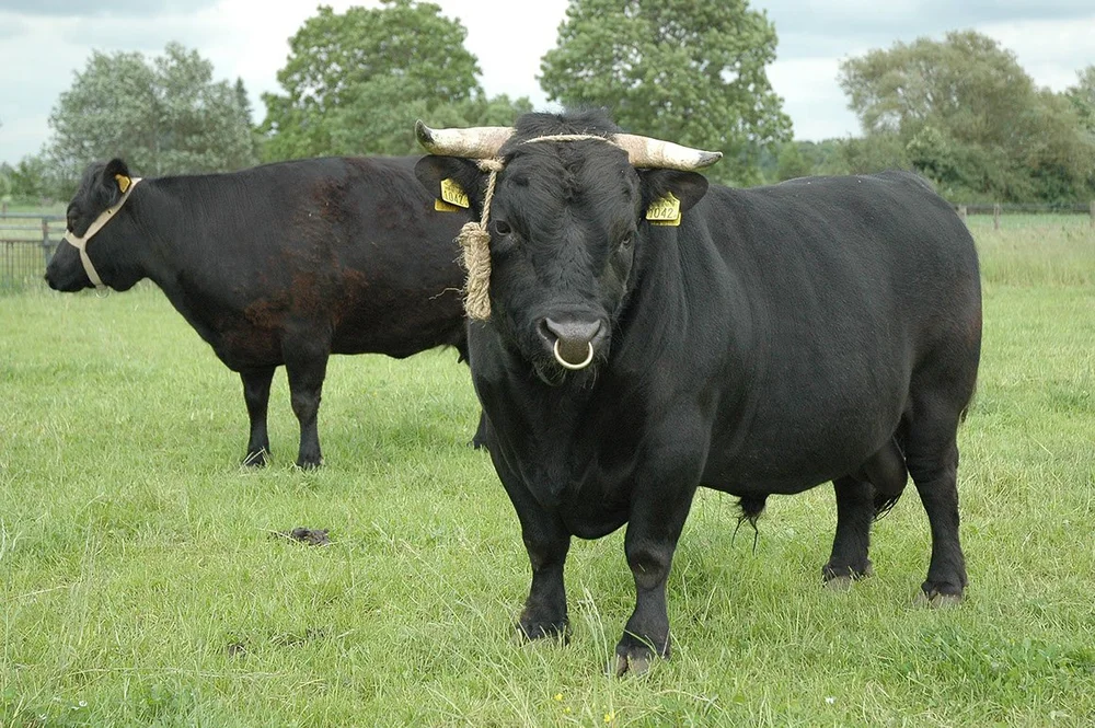 Brutus Boerhoes