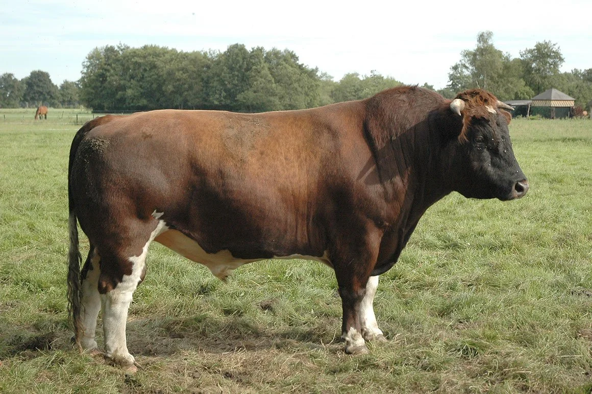 BRR-0001-01.jpg
