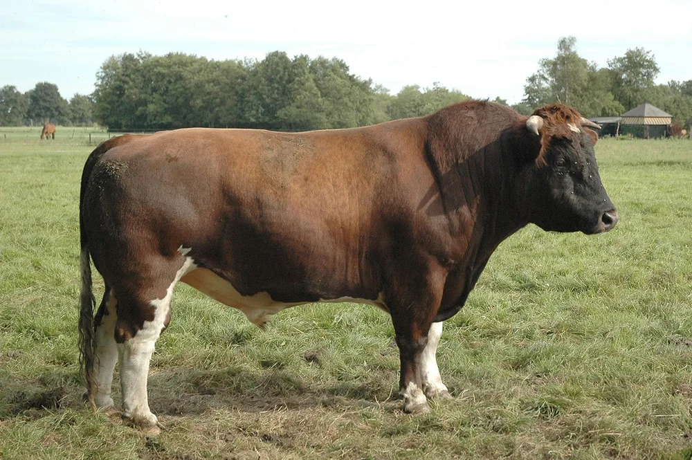 Antonie F