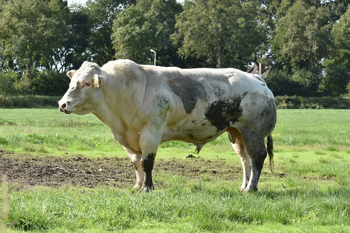 BWB-0004-02.jpg