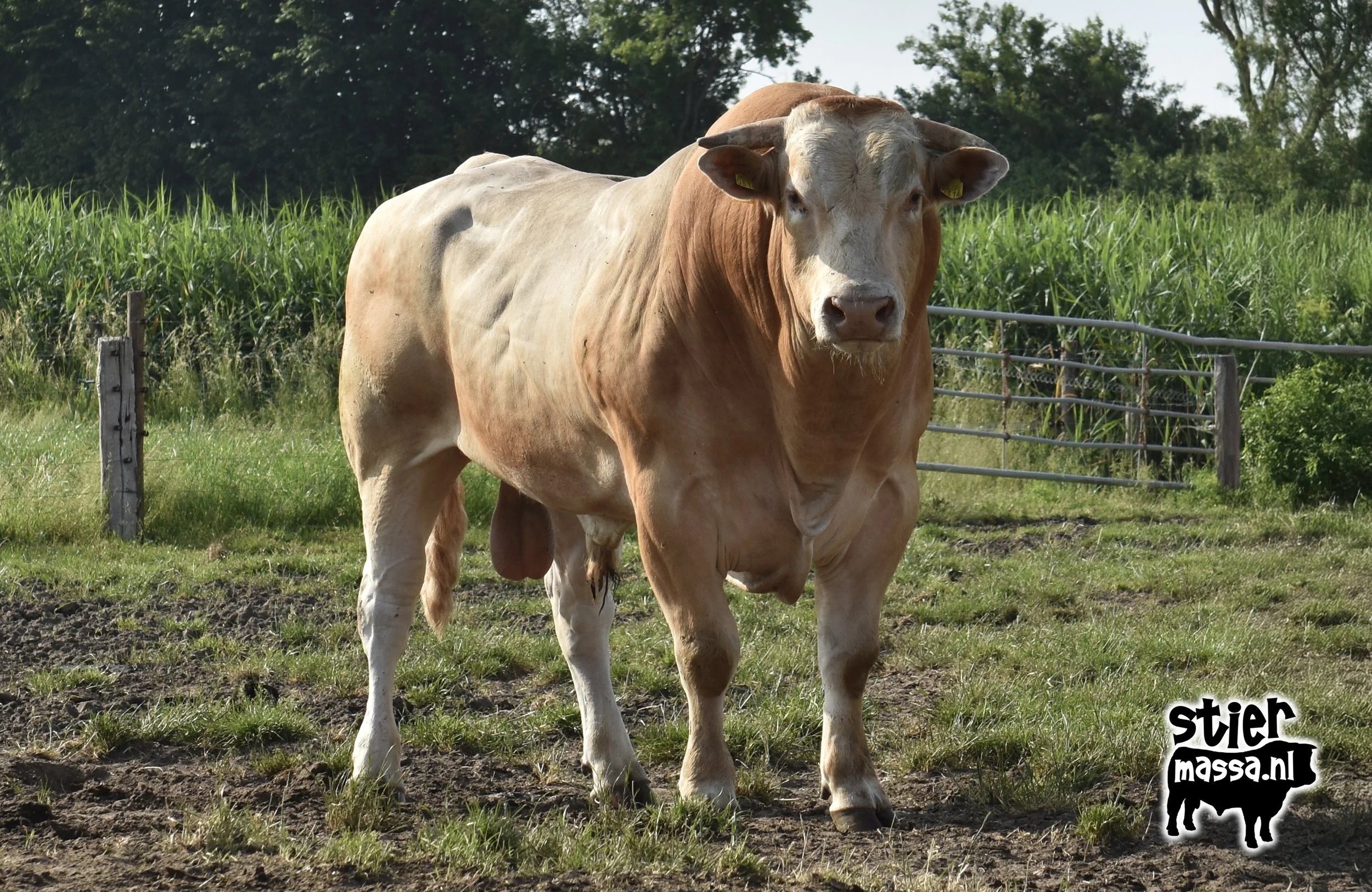 Topper-01.jpg
