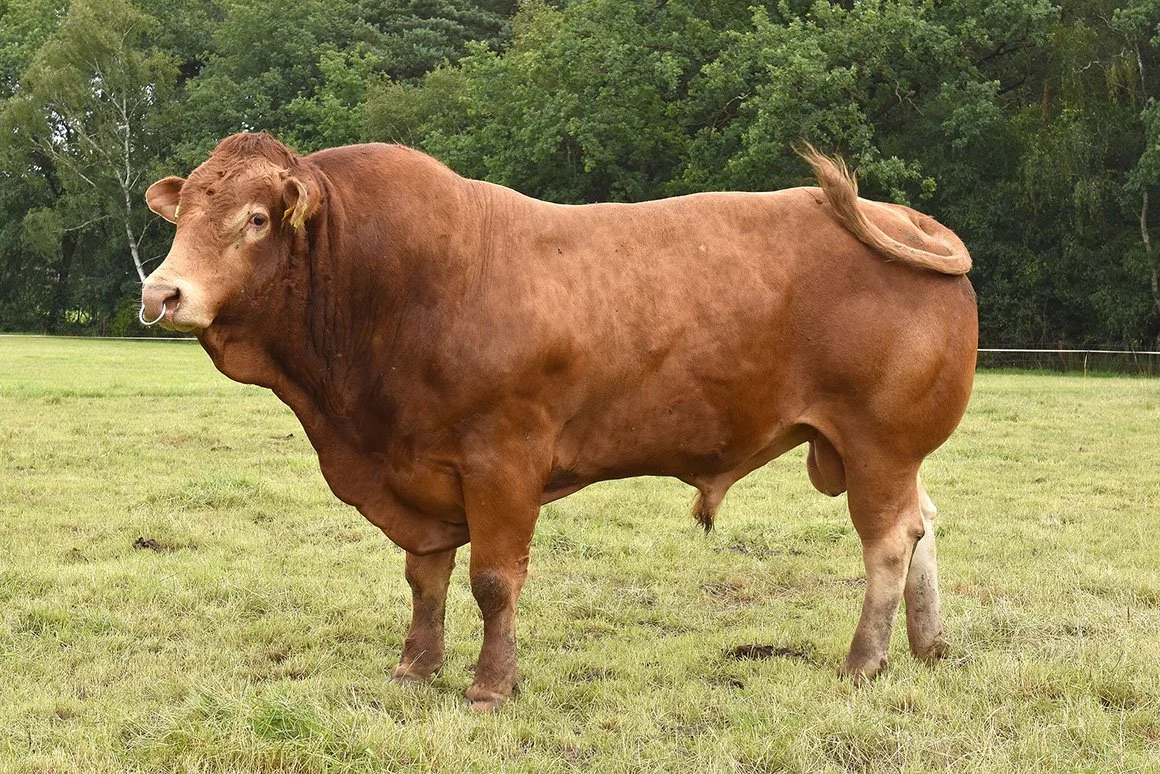 LIM-0005-04.jpg