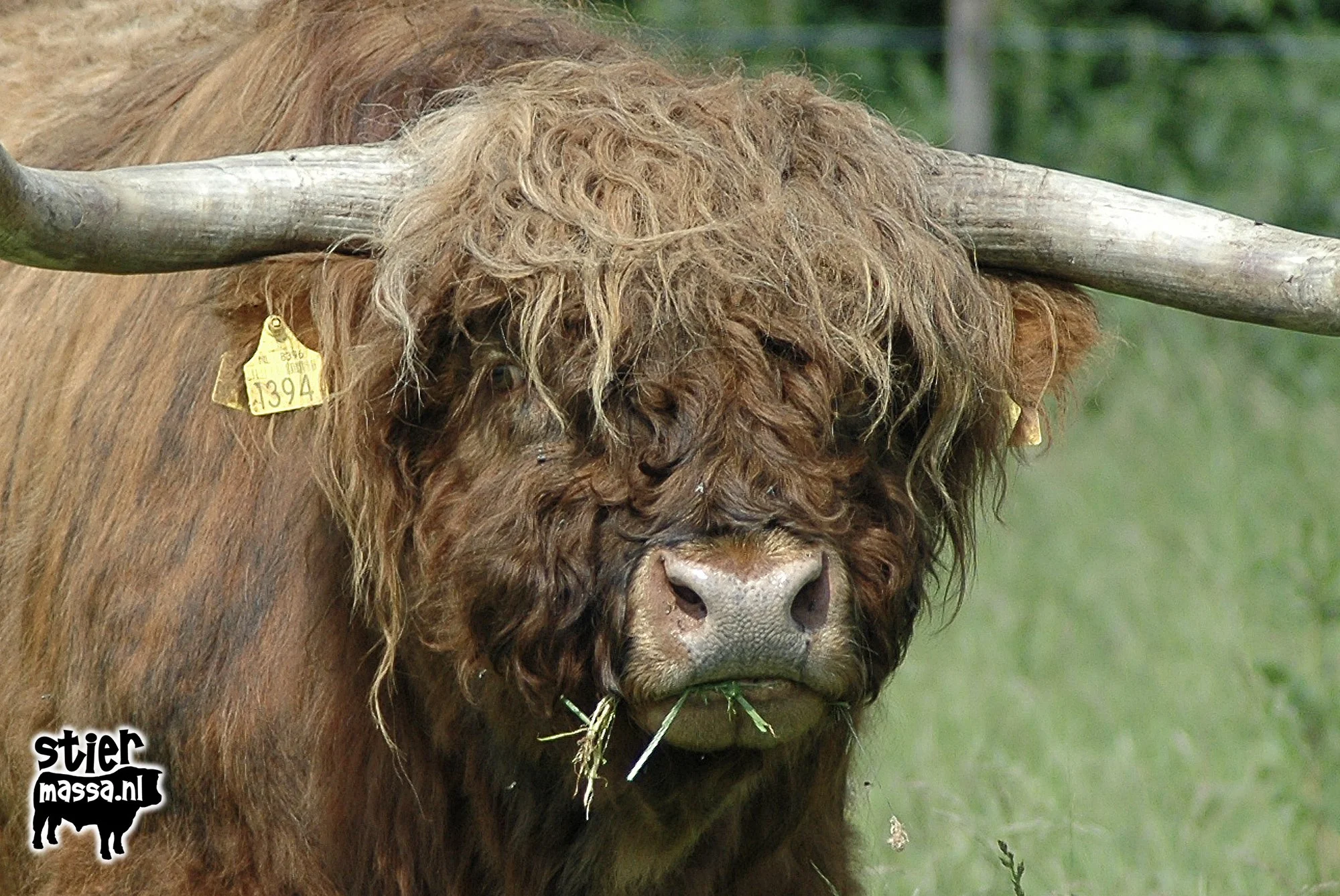 Elliot of Drenthe
