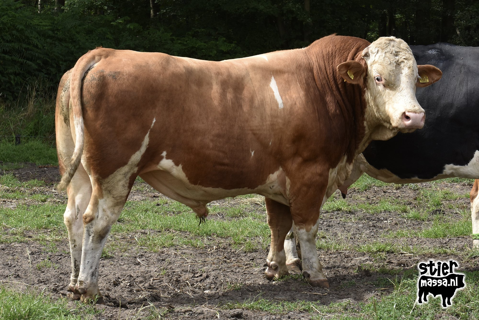 Govert-03.jpg