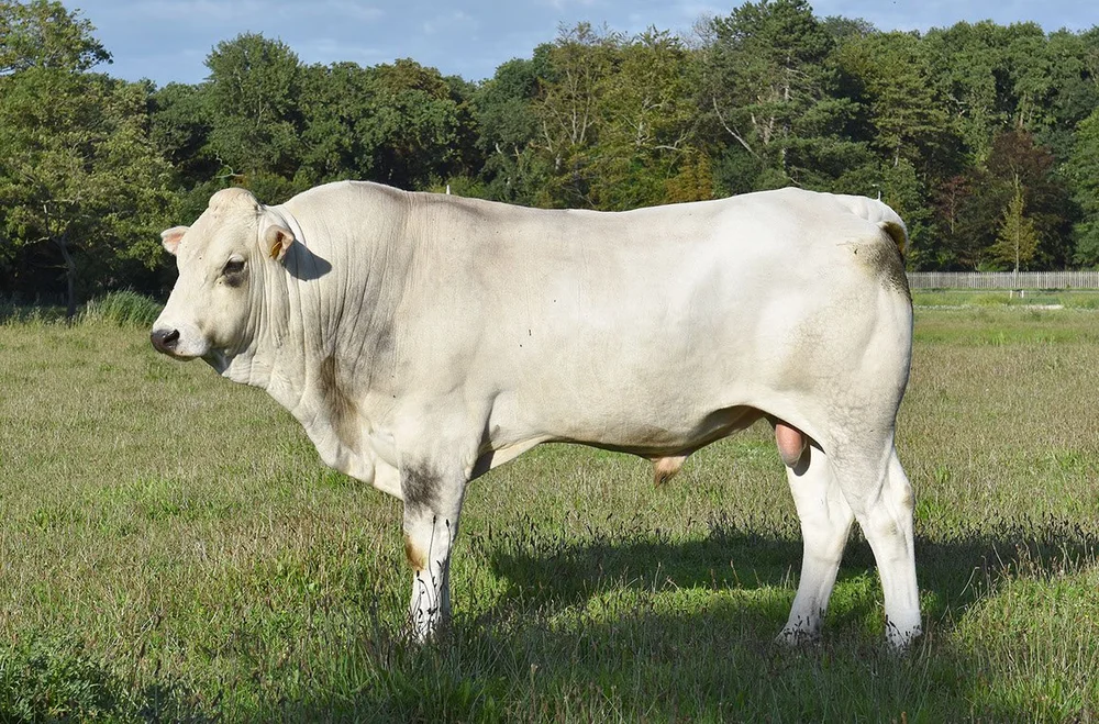 Elgio Diana Palio