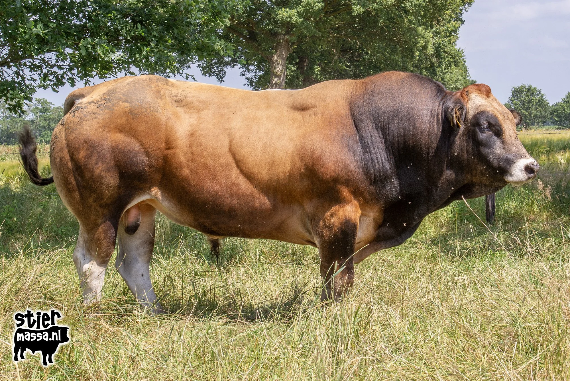 Jacko-02.jpg