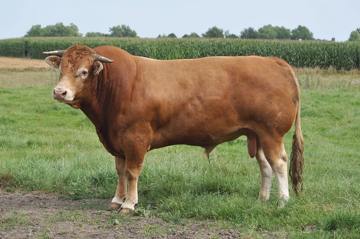 LIM-0006-02.jpg