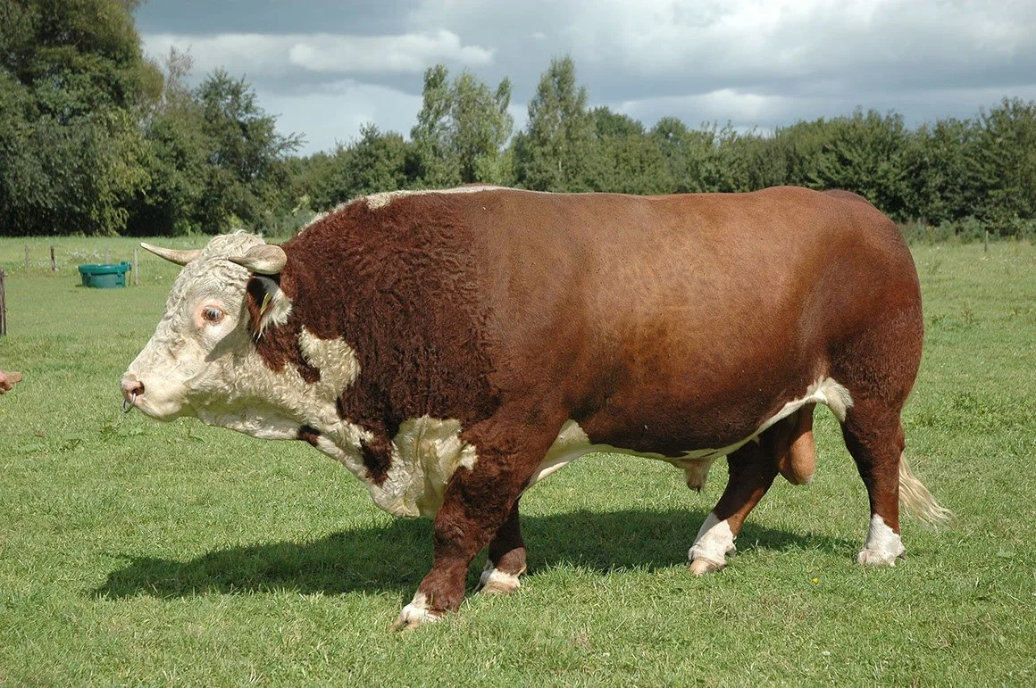 HER-0001-02.jpg