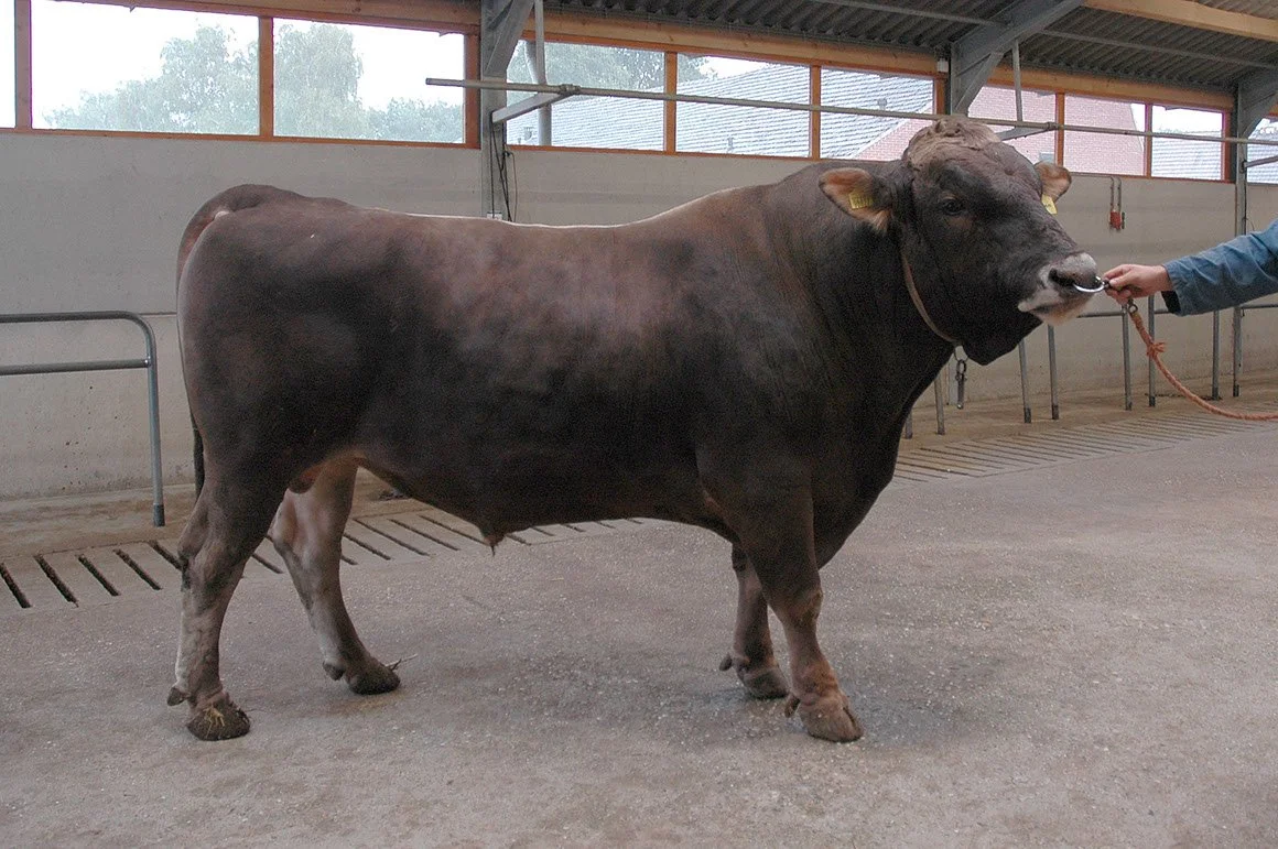BSW-0001-02.jpg