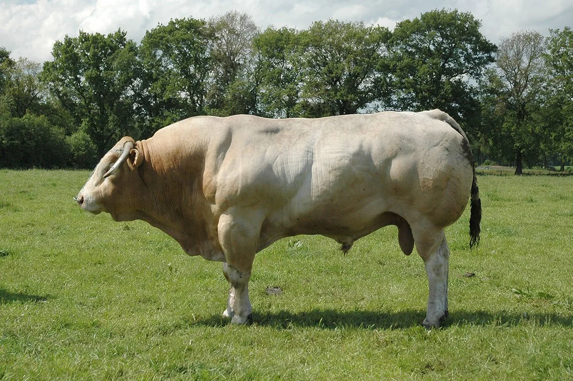 BDA-0010-01.jpg
