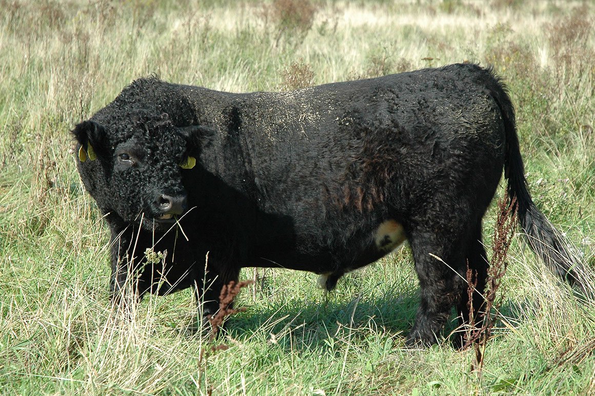 GAL-0002-02.jpg