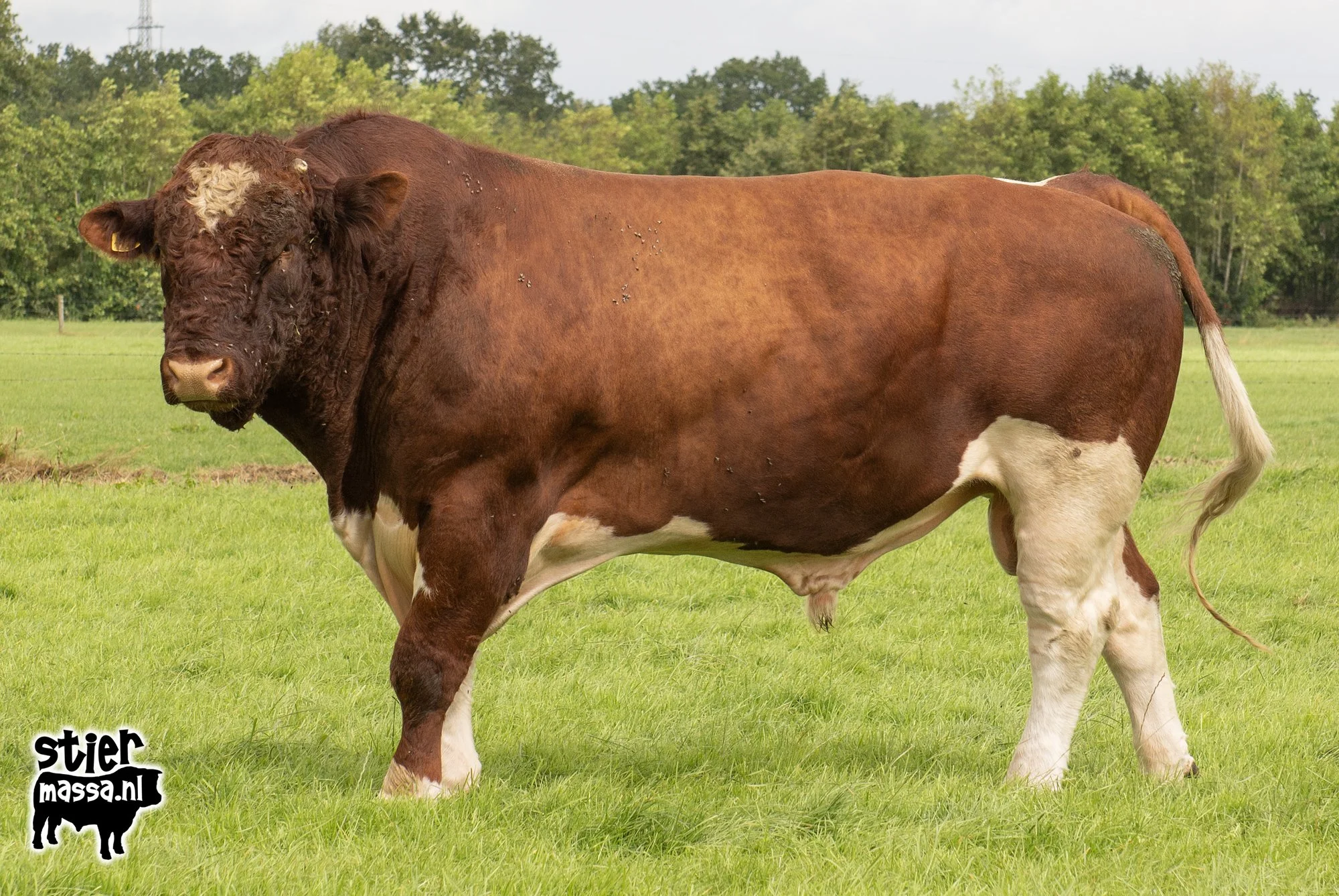 Ralf-04.jpg