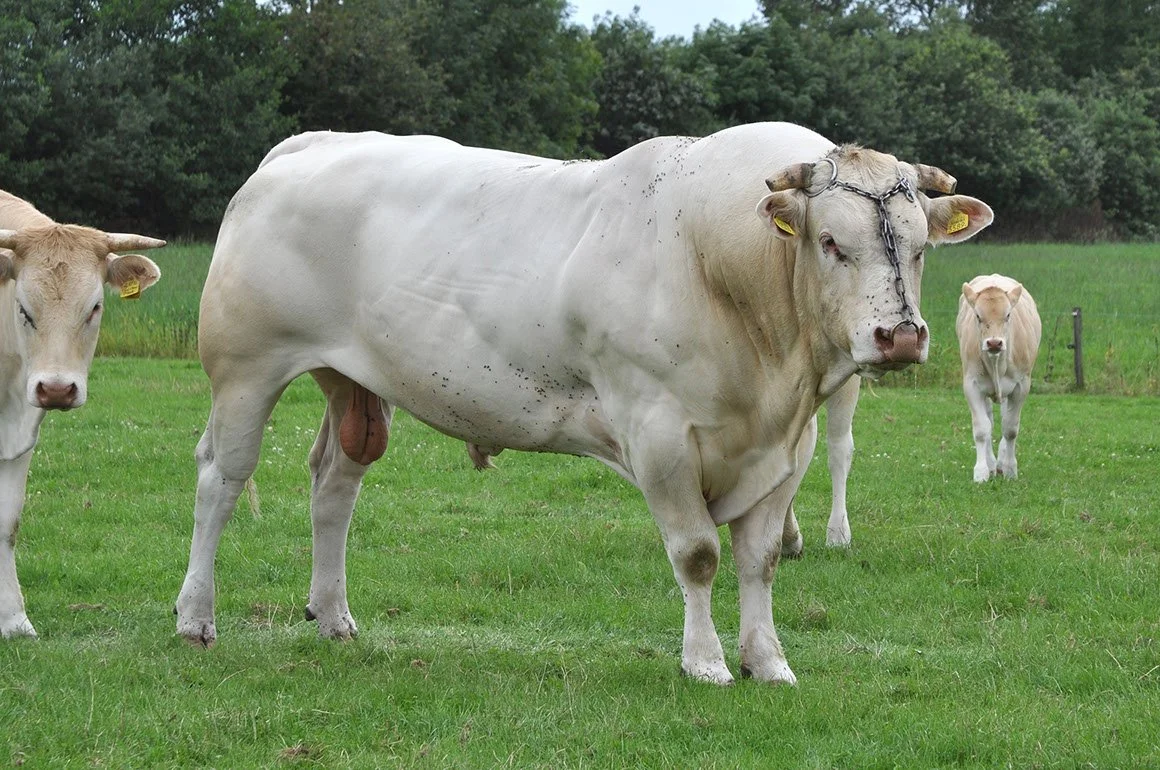 BDA-0006-04.jpg
