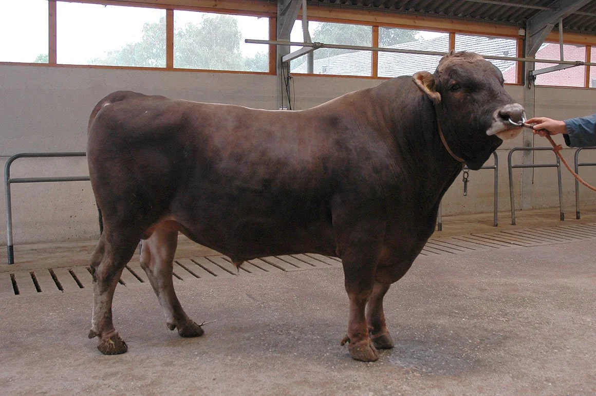 BSW-0001-03.jpg