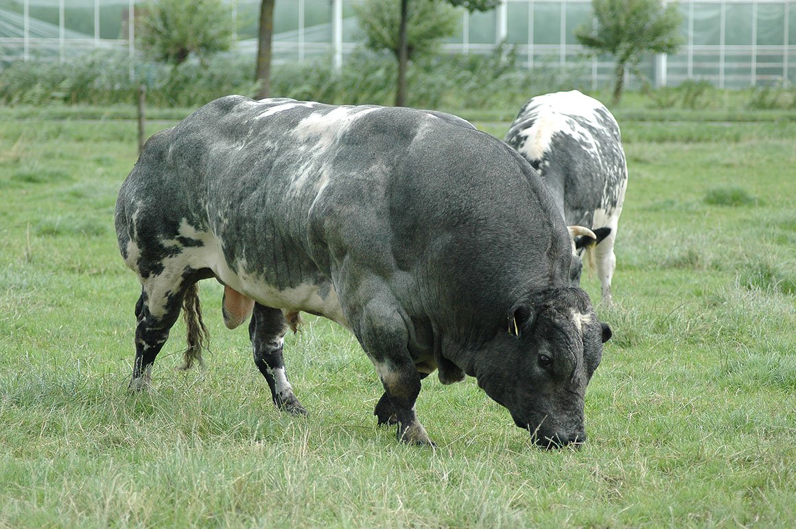 BWB-0001-01.jpg