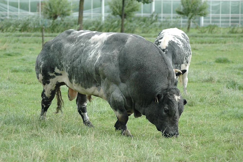 BWB nl-01