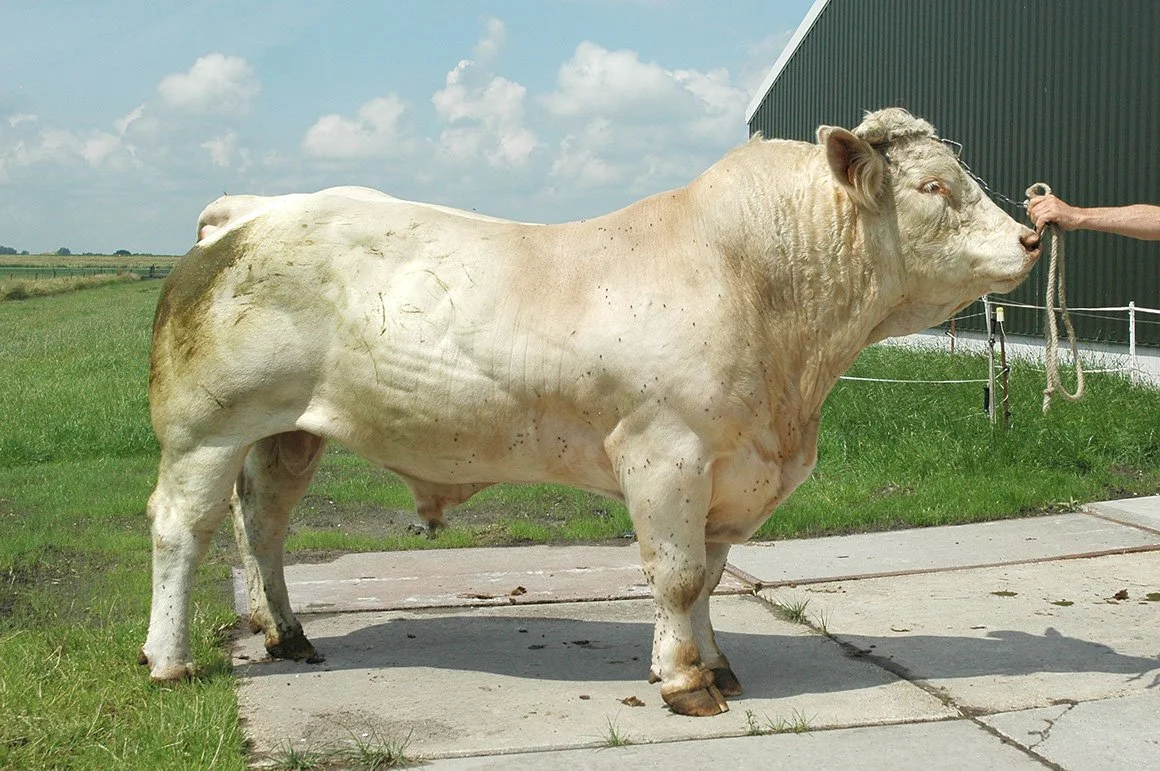 CHA-0001-01.jpg