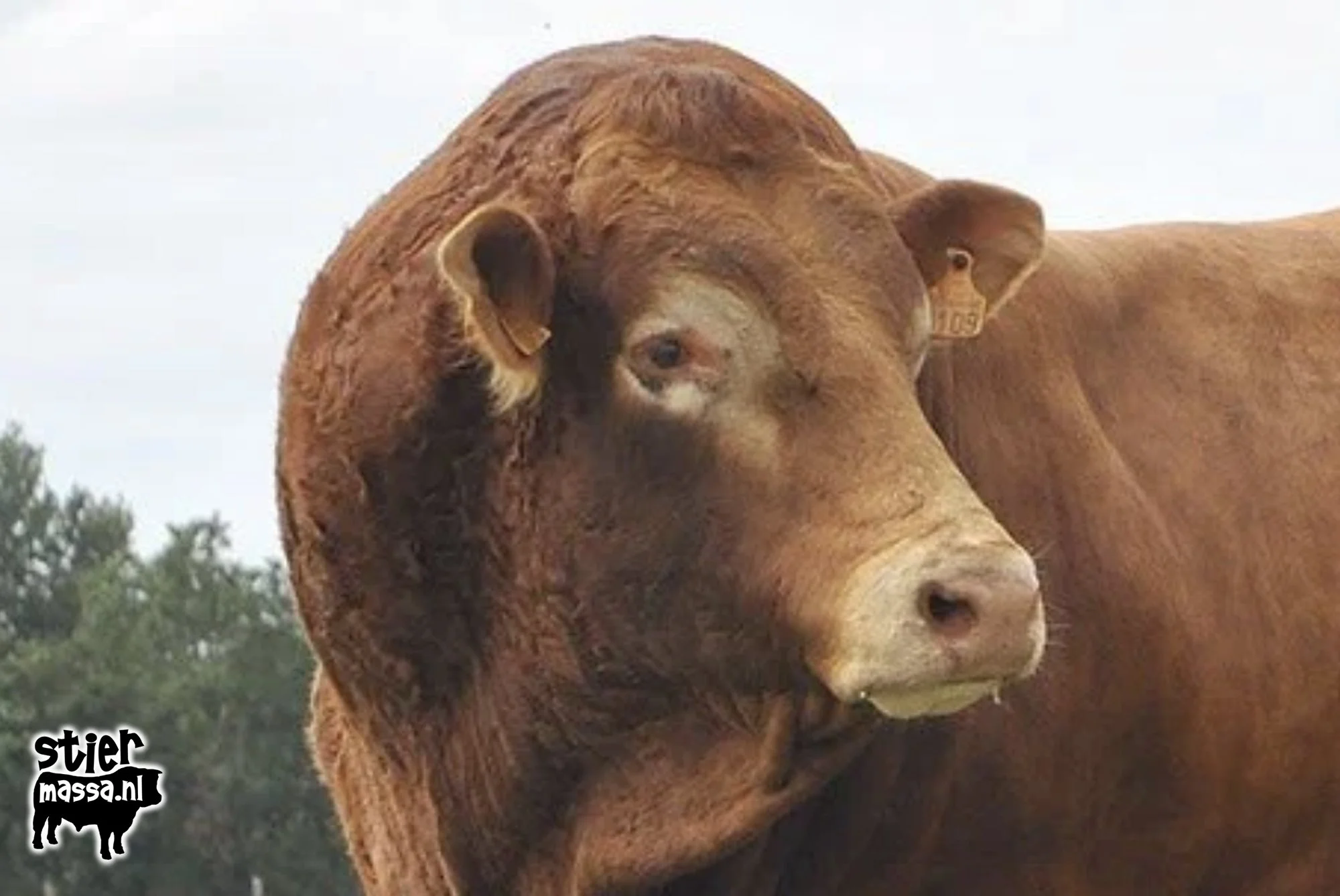 Limousin - Ben-kop.jpg