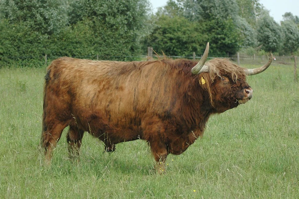Elliot of Drenthe