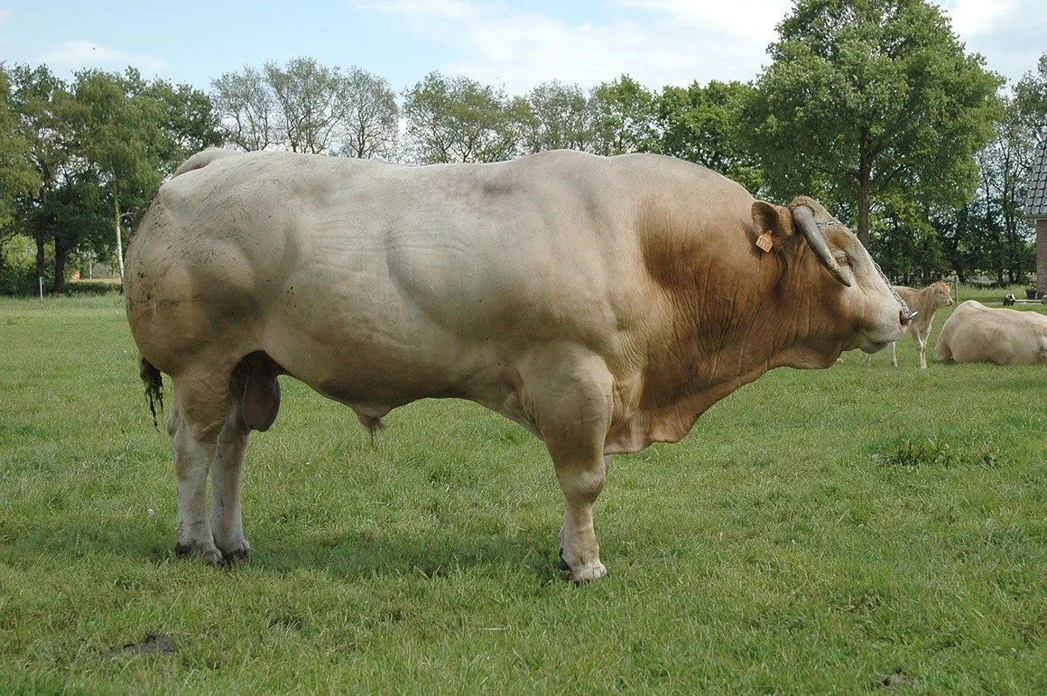 BDA-0010-04.jpg