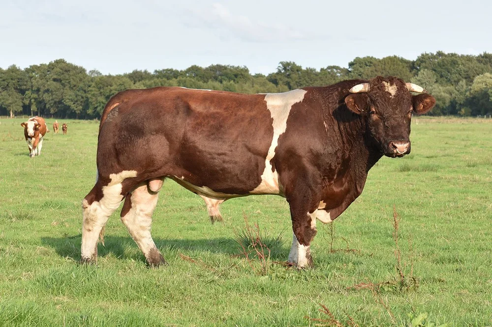 Hendrik