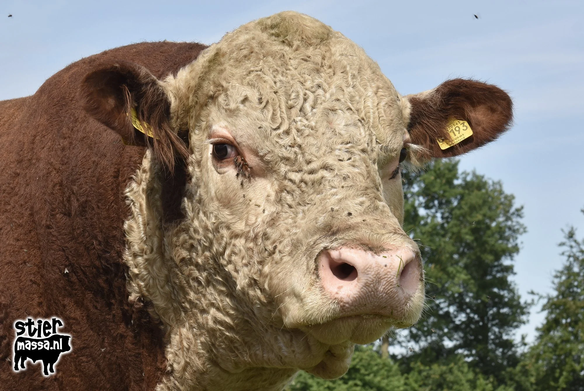 T-Bone-01.jpg