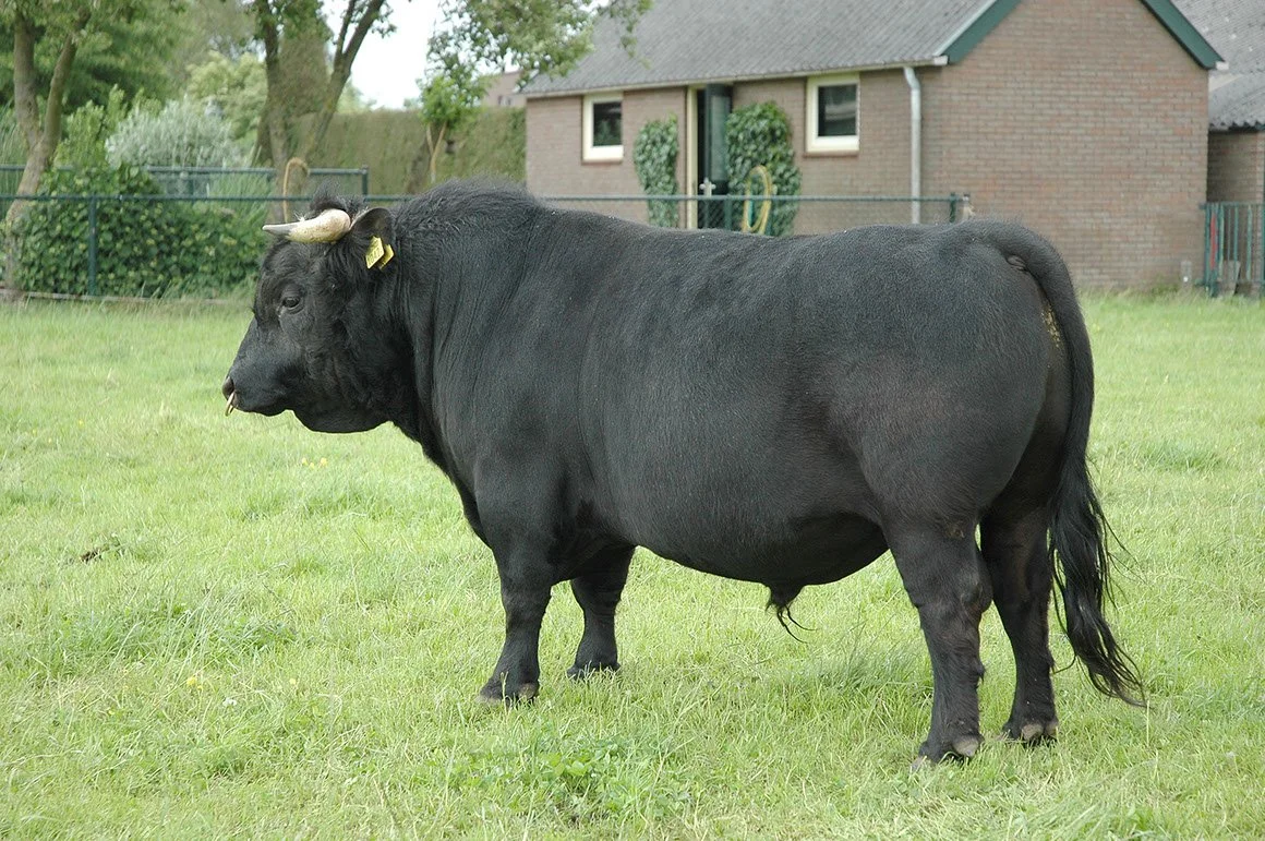 DEX-0001-02.jpg