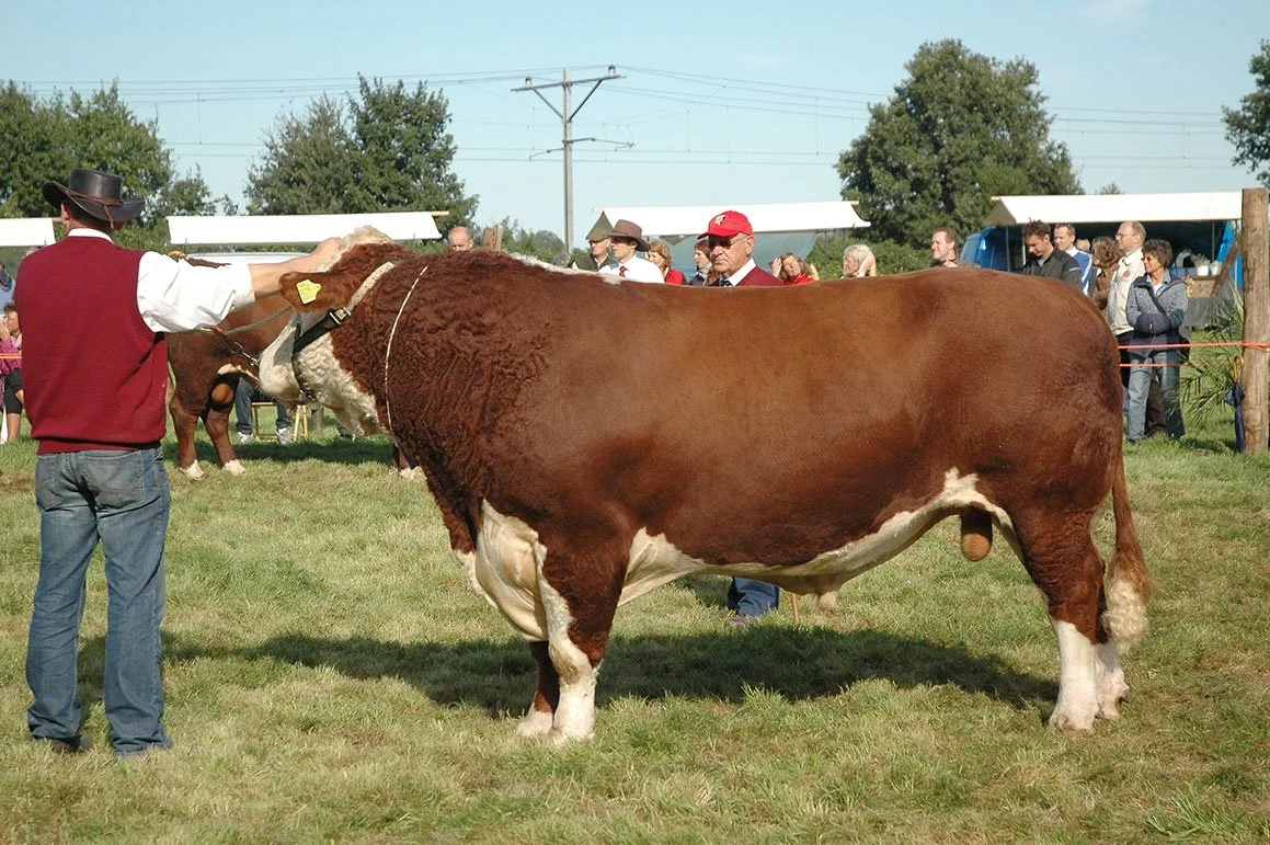 HER-0007-02.jpg