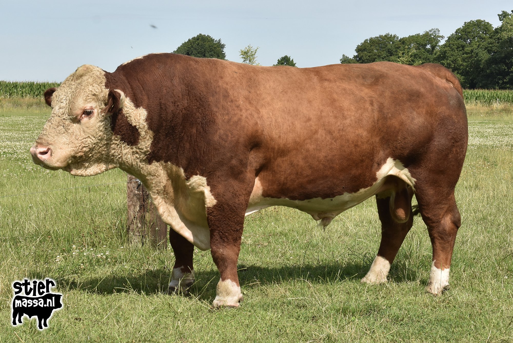 T-Bone-05.jpg