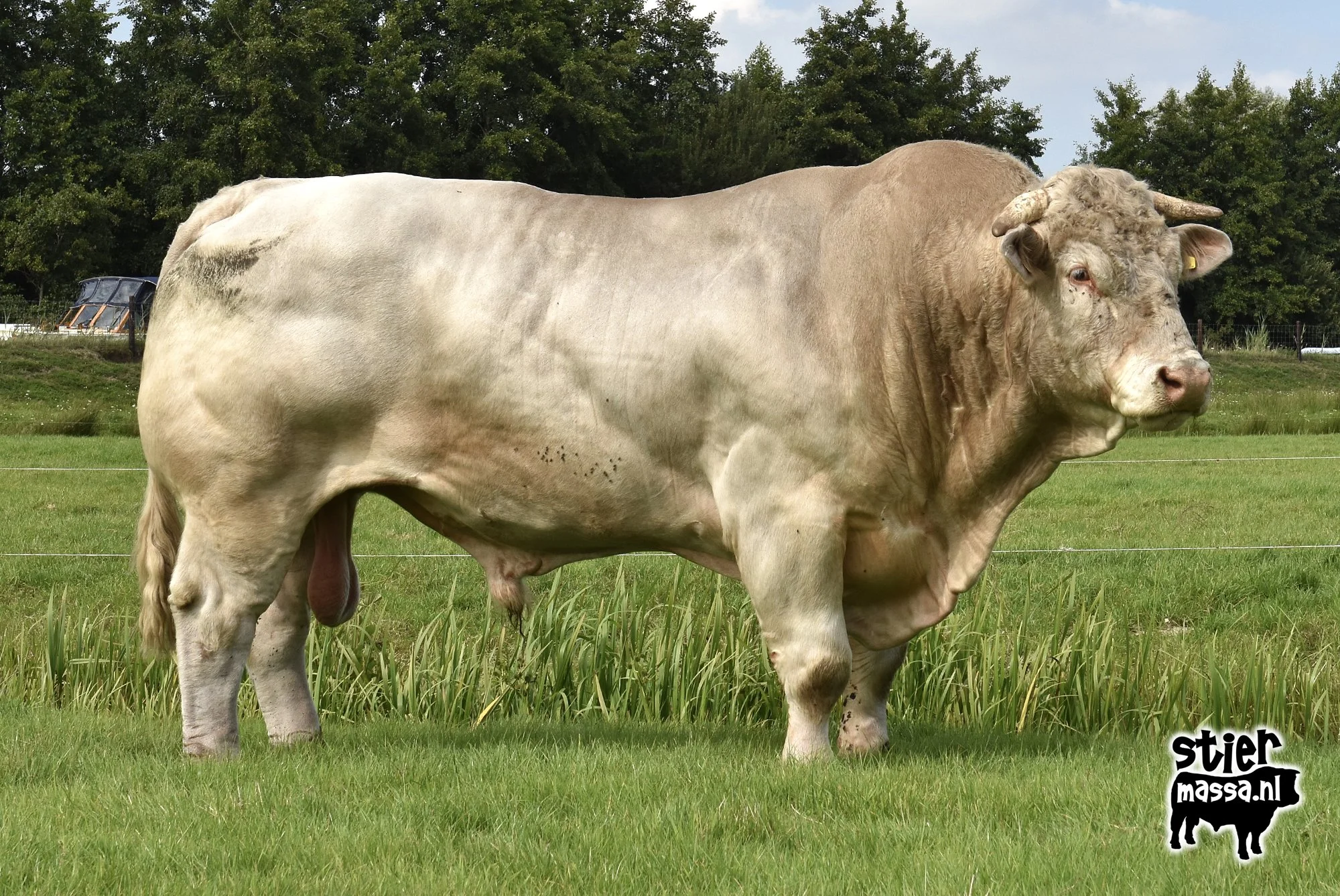 Strauss-03.jpg