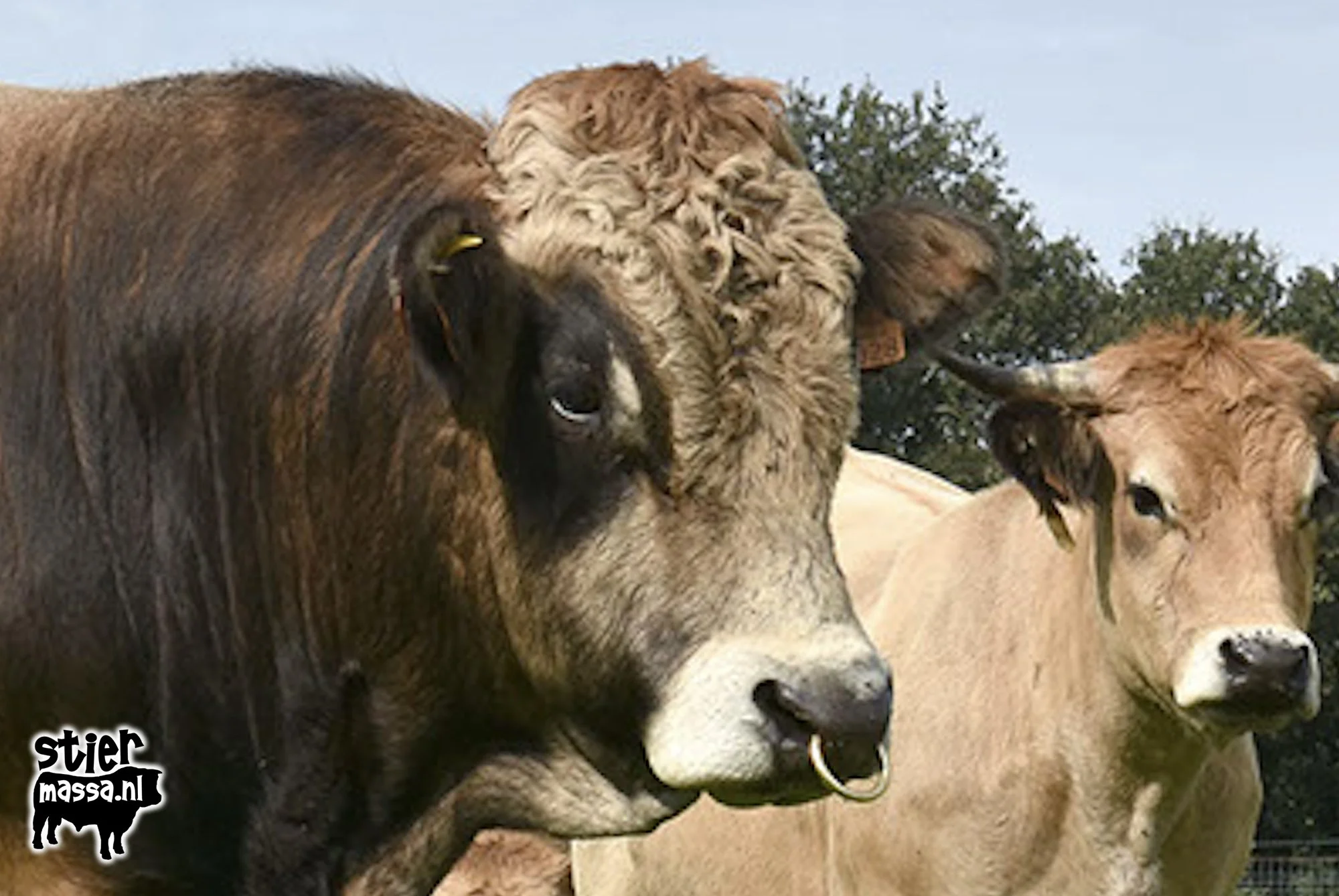 aubrac