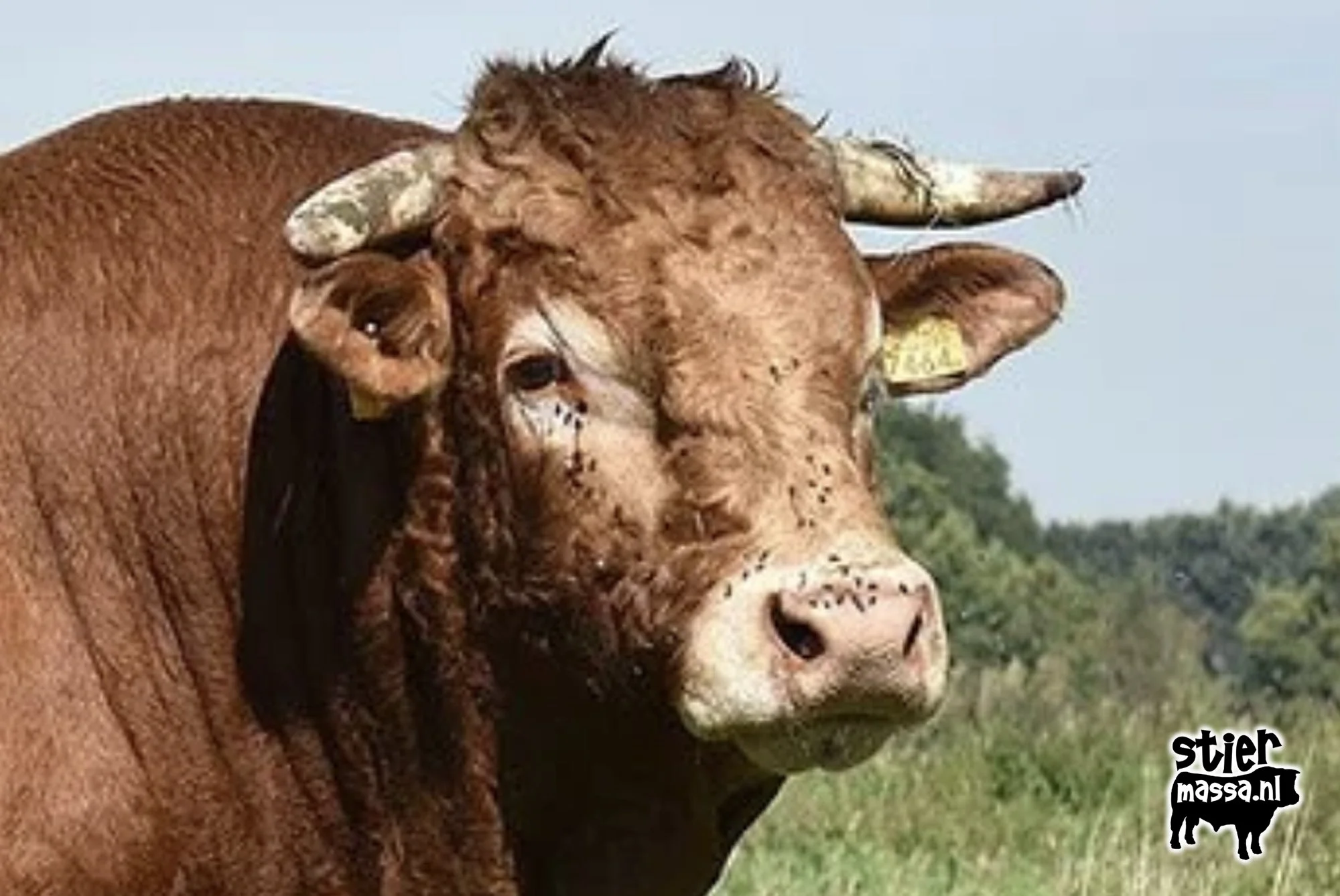 Onbekende Drent-kop.jpg