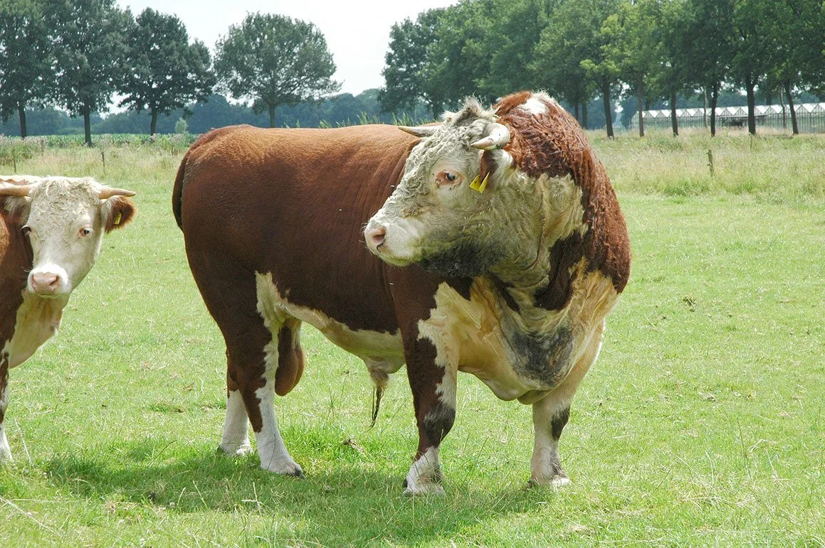 HER-0006-03.jpg
