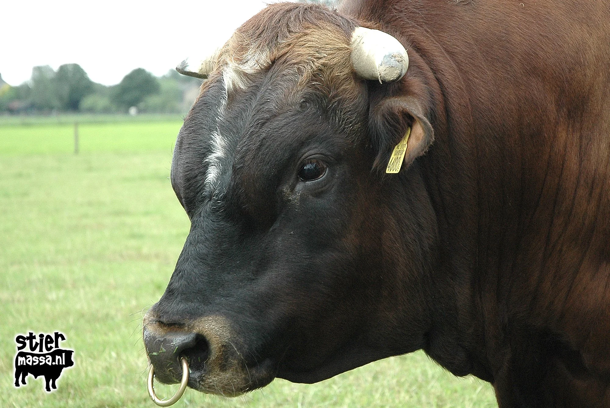 BillyBoy-01.jpg