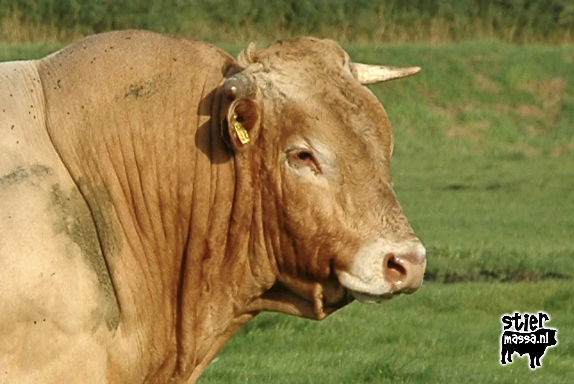 Wennekers