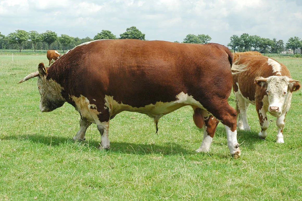 HER-0006-04.jpg