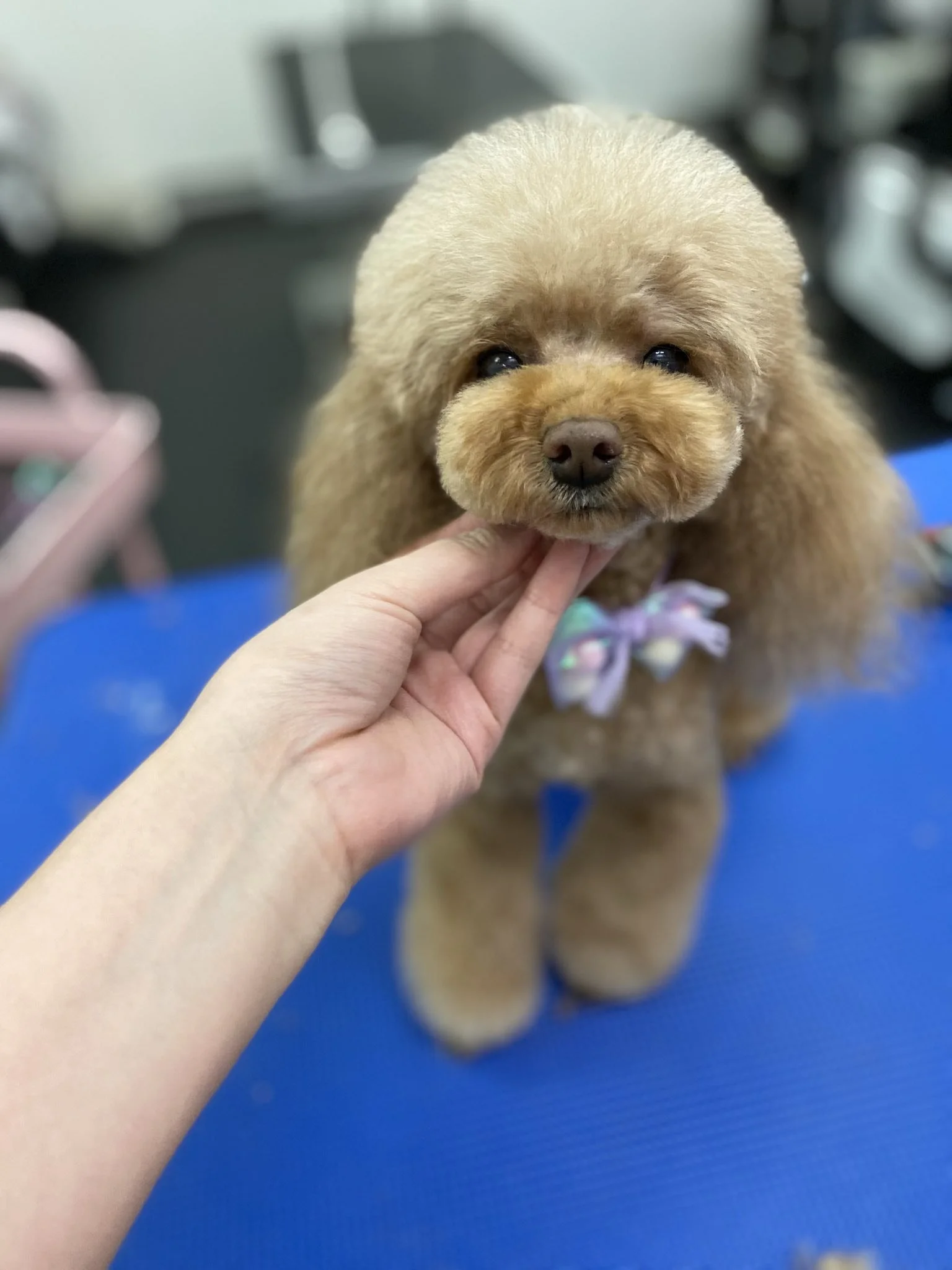 Close-up of a small, fluffy brown dog with a purple bow on its collar, being gently touched on the chin by a person's hand, on a blue grooming table in Vancouver.