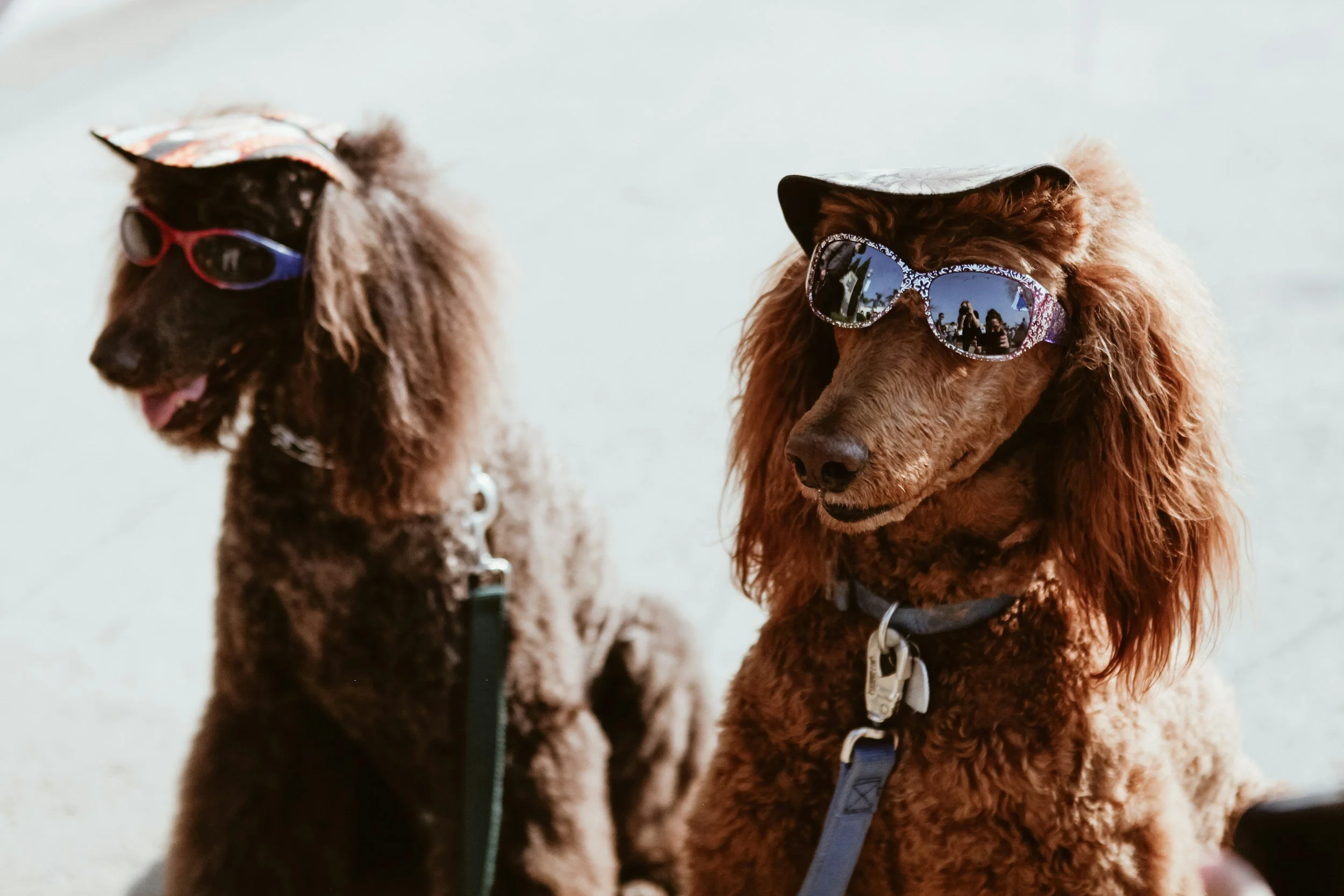 5 Paw-some Events to Check Out with (or Without) Your Dog This August in Vancouver