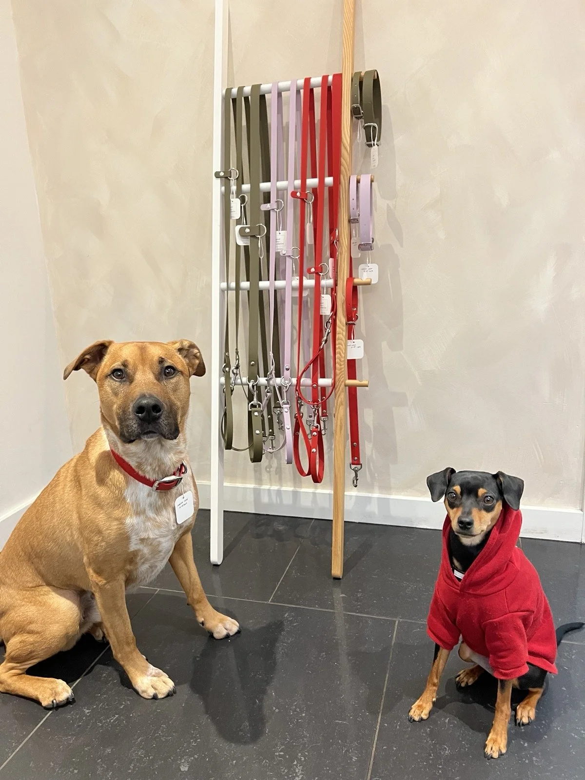 The Leash Everyone in Vancouver is Talking About