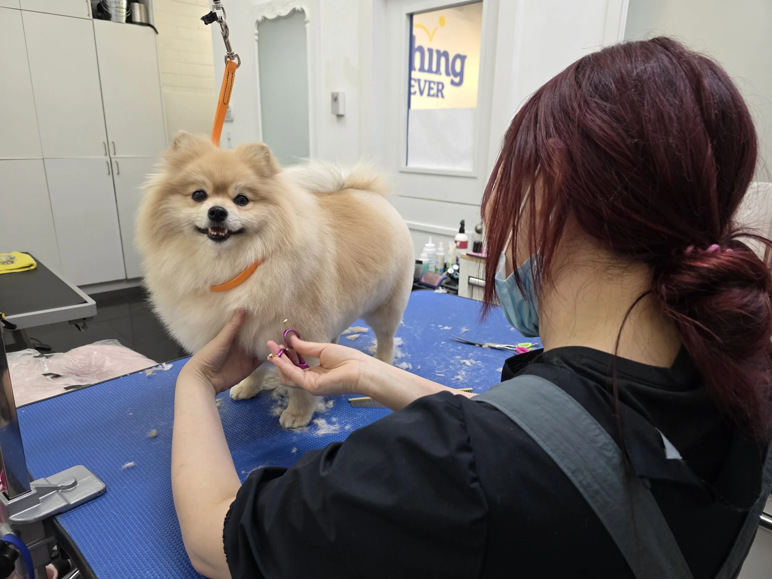 Best Dog Grooming in Vancouver, BC (2025) — Fetching Forever