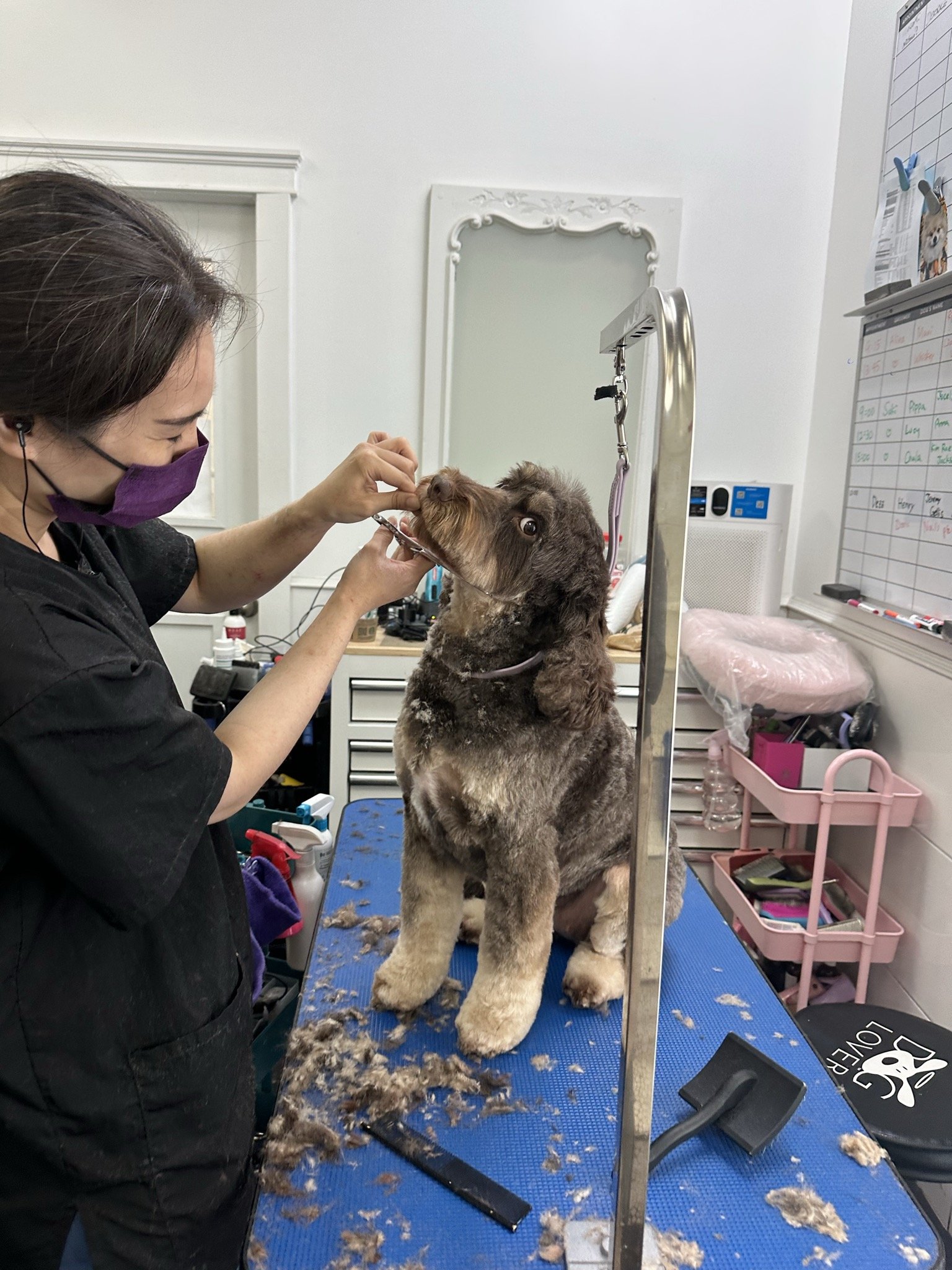 Saturday Dog Grooming in Vancouver: We're Now Open Saturdays