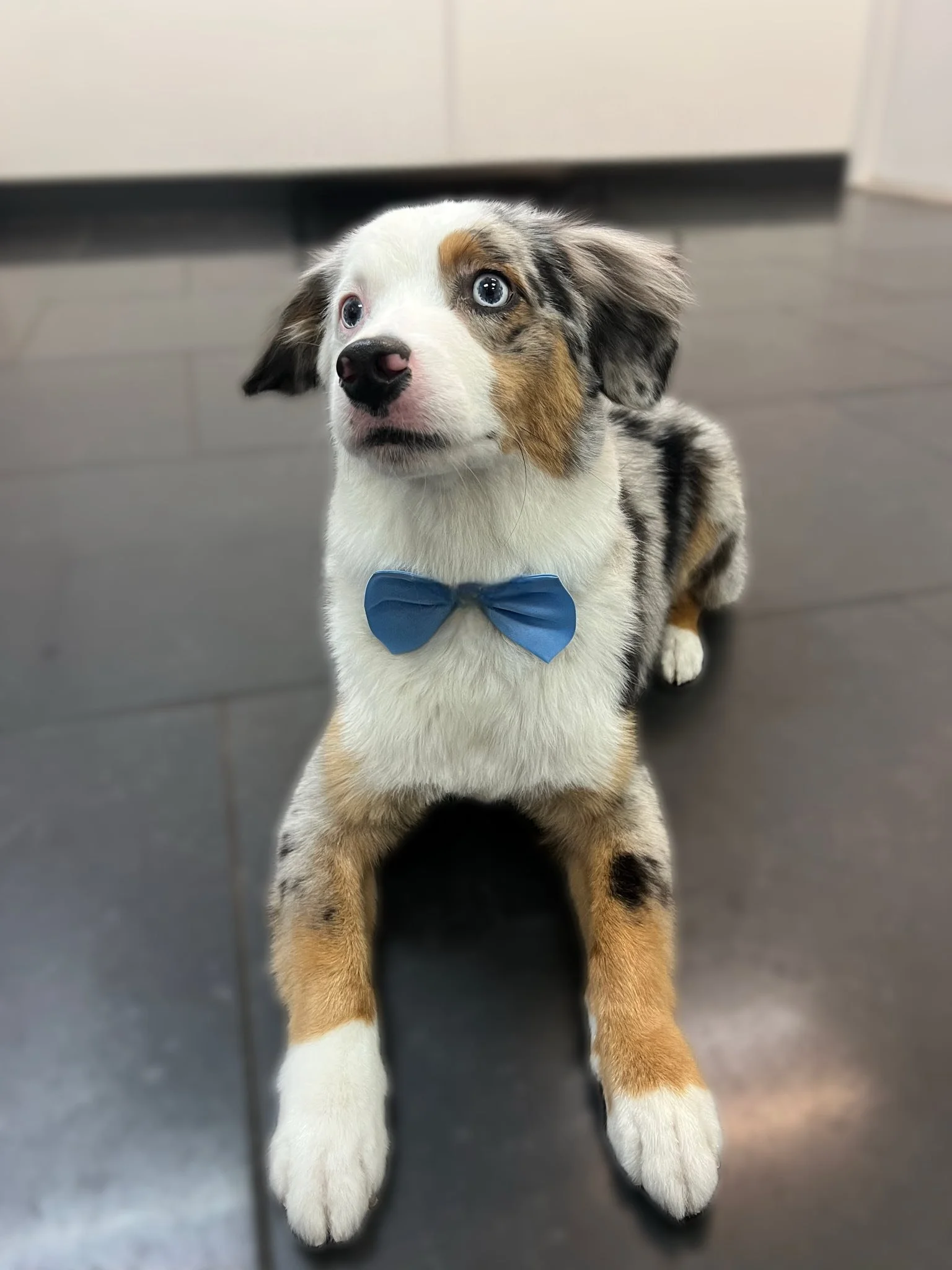 Cute puppy with merle coat and blue eyes wearing a blue bow tie sitting on a dark tiled floor.