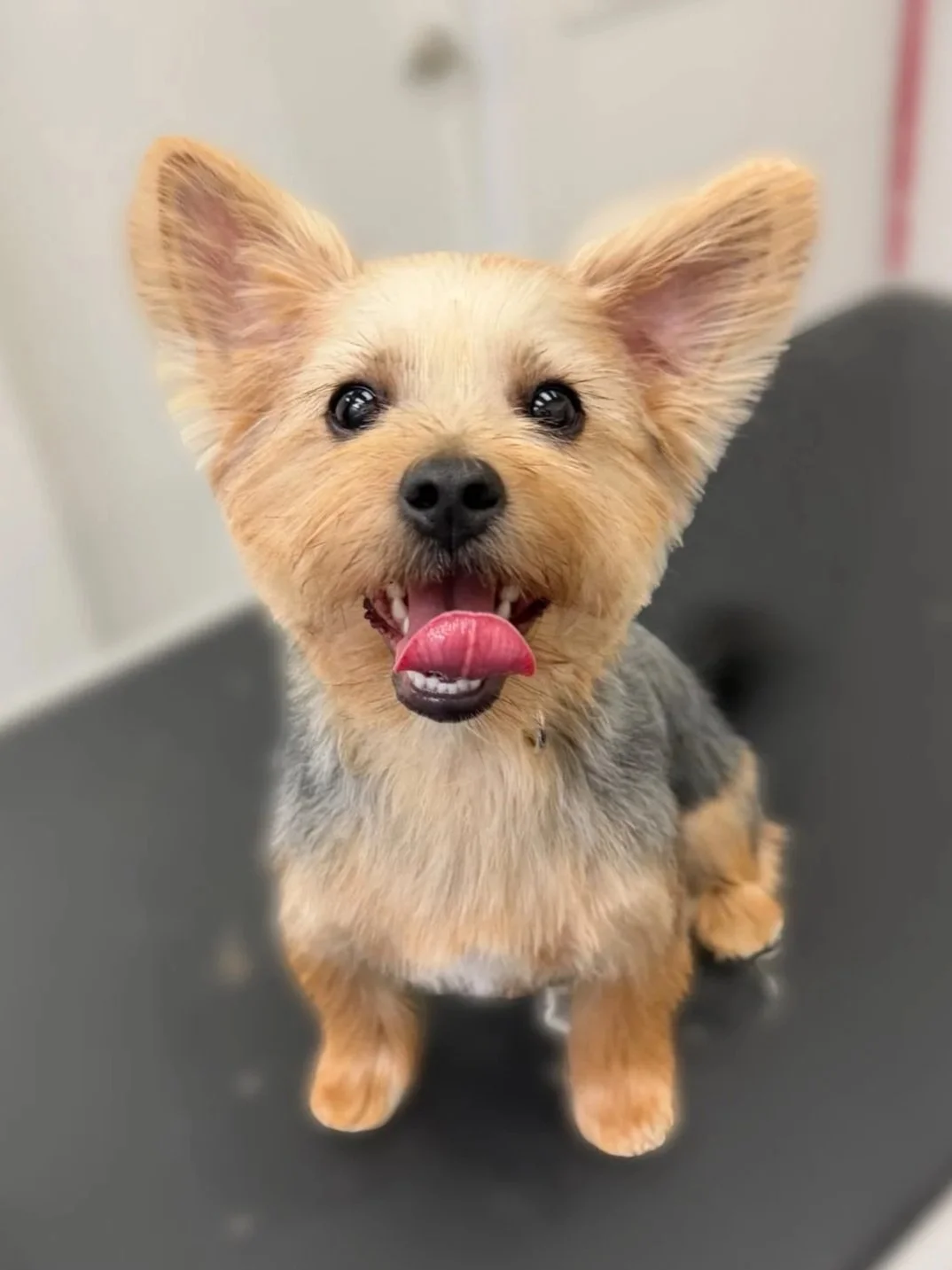 A small, happy dog with large ears, gray and tan fur, sitting on a black surface, with its tongue out and looking at the camera.