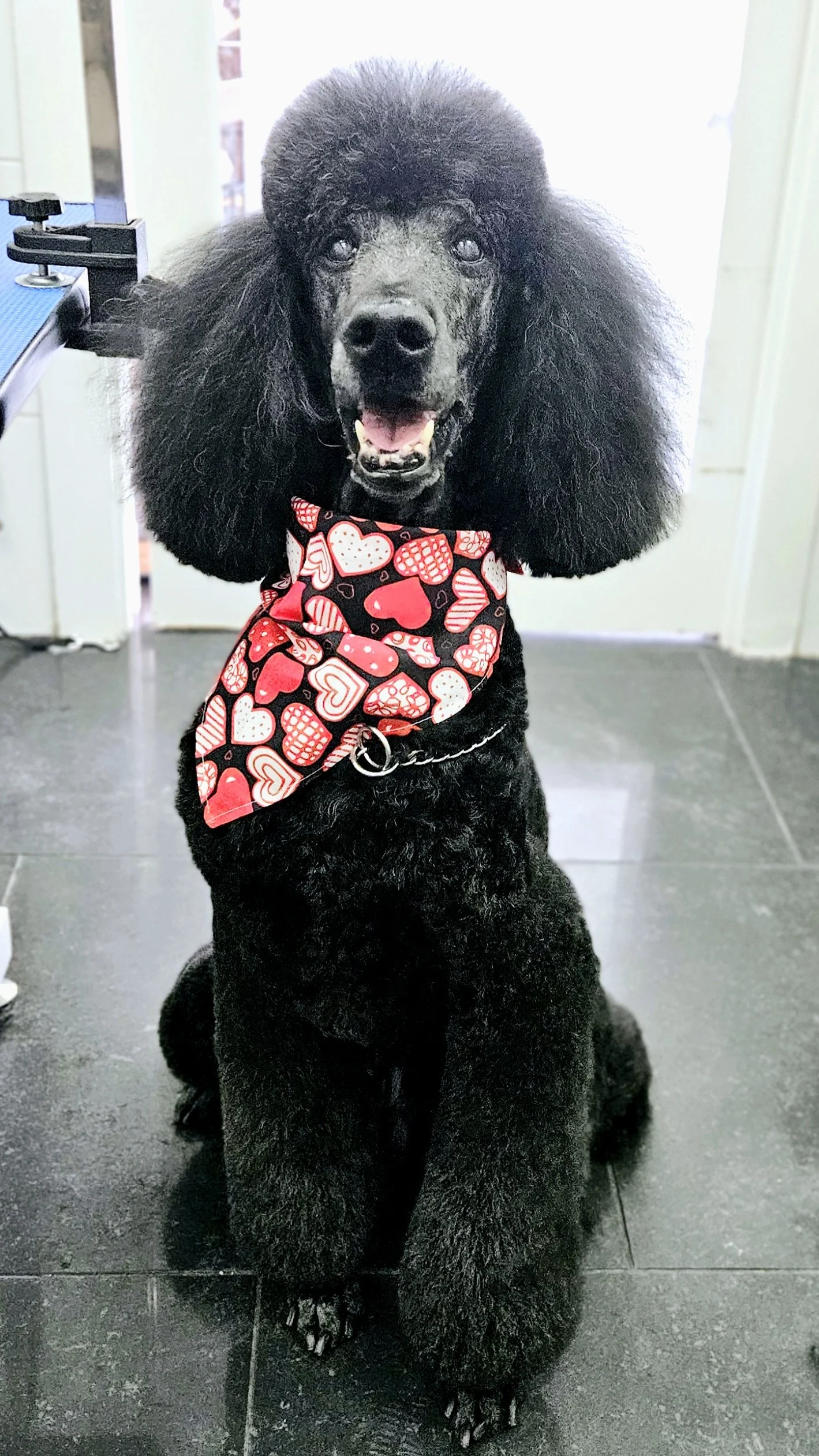 A black poodle sitting on a tiled floor, wearing a red, white, and pink heart-patterned bandana.