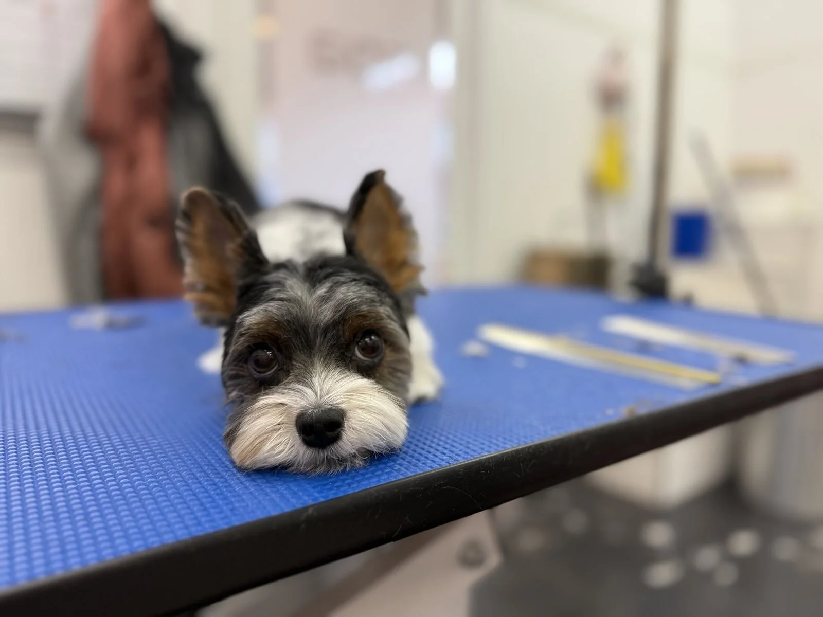 A small, adorable dog with a black, white, and brown coat lying on a blue grooming table, looking directly at the camera with a cute, sleepy expression.