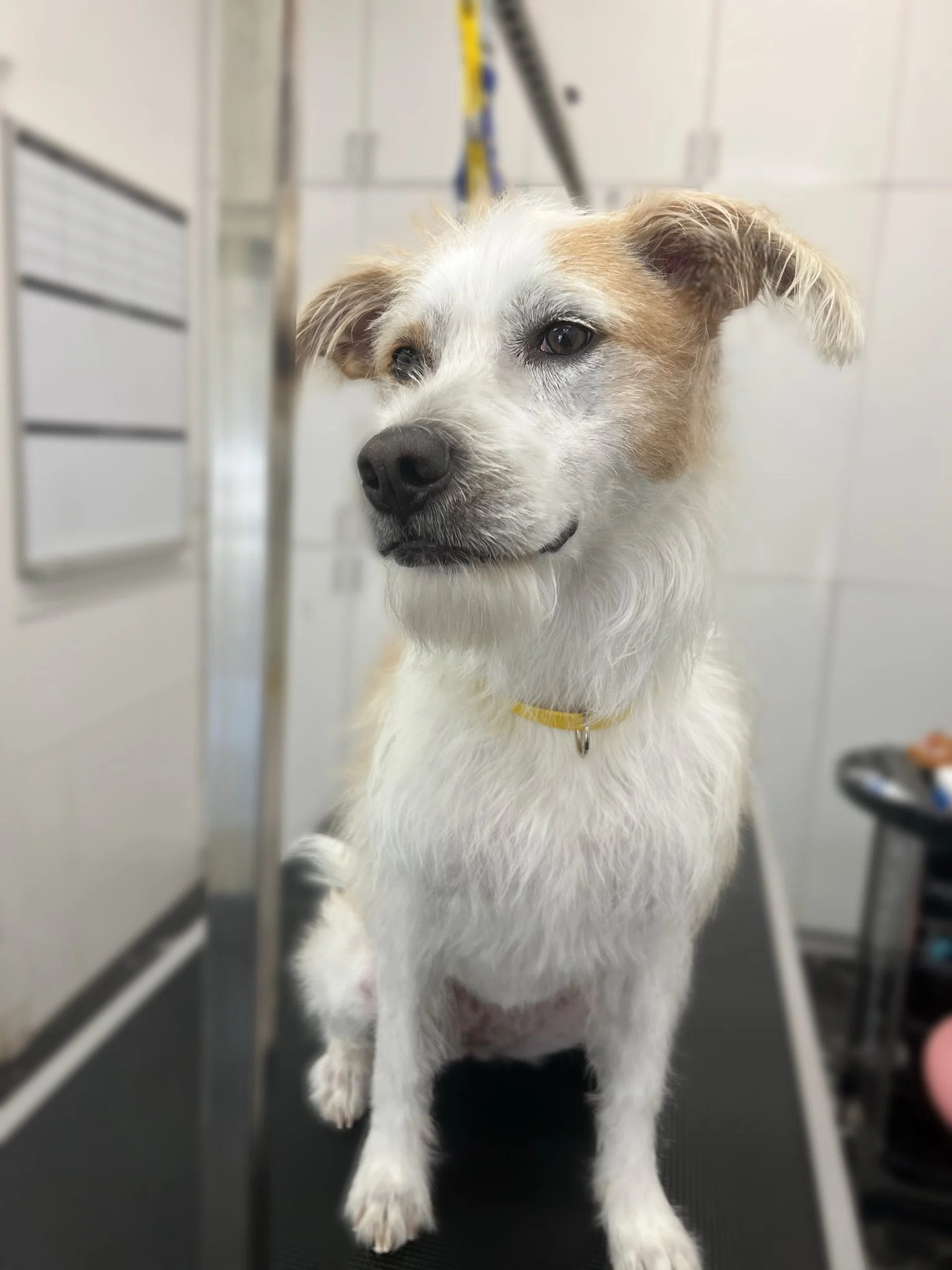 A medium-sized dog with white and light brown fur sitting on a grooming table in a grooming salon, looking to the left.