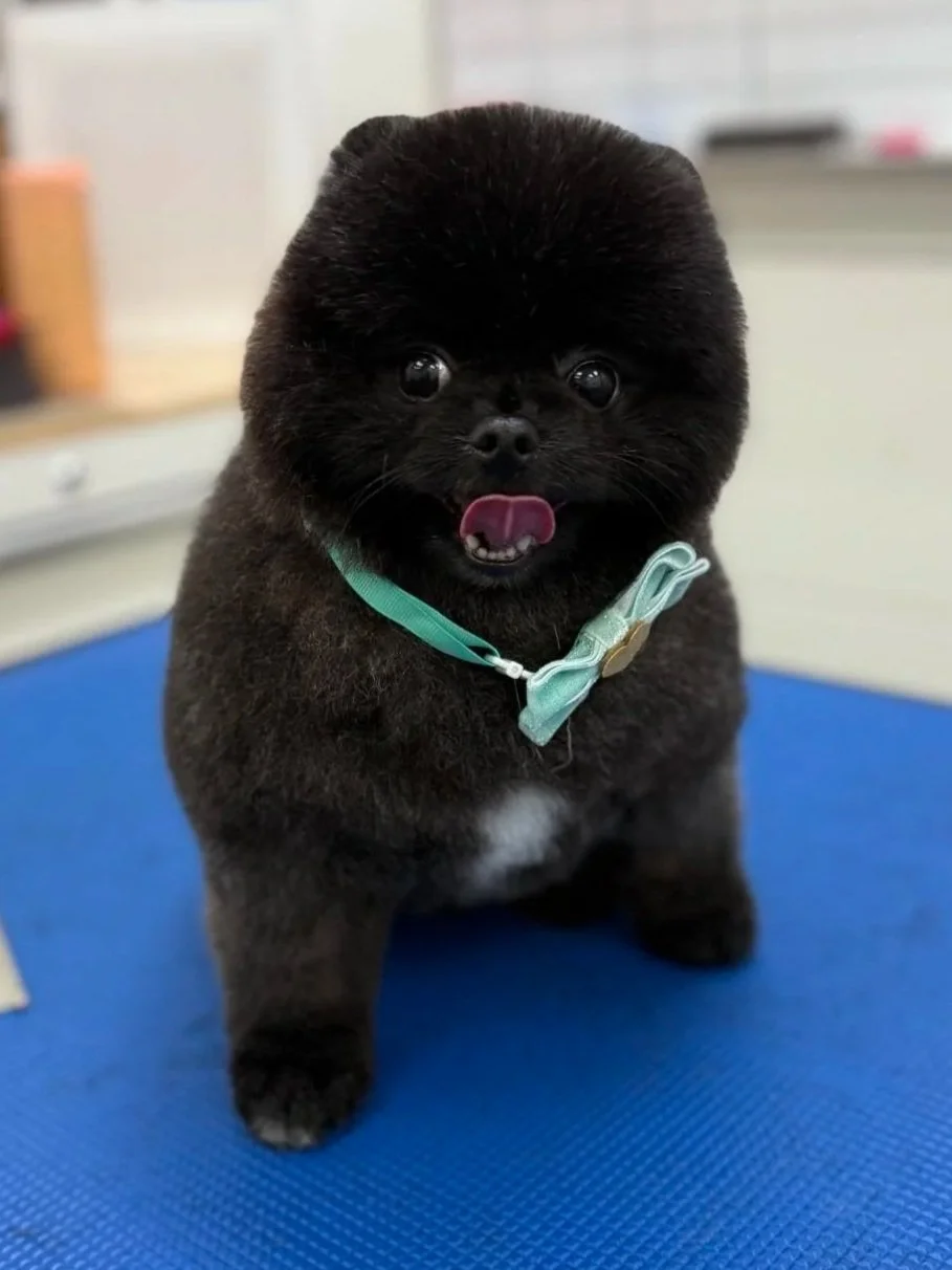 A small black dog with a fluffy coat sitting on a blue mat, wearing a light blue bow tie collar, with its tongue out and eyes wide open. Fetching Forever is the best local dog grooming spa.